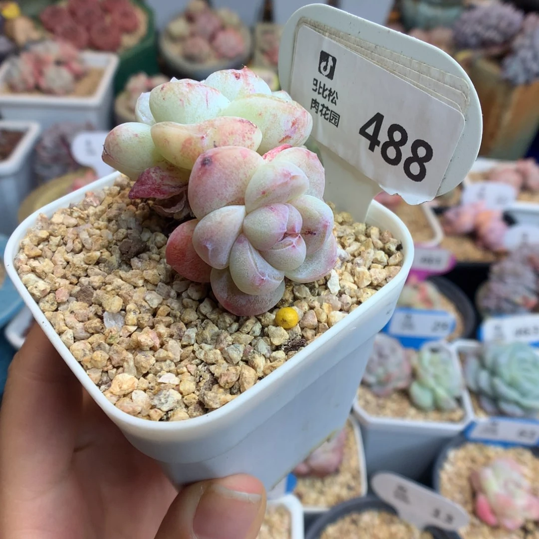 488双头冰玉石化多肉植物