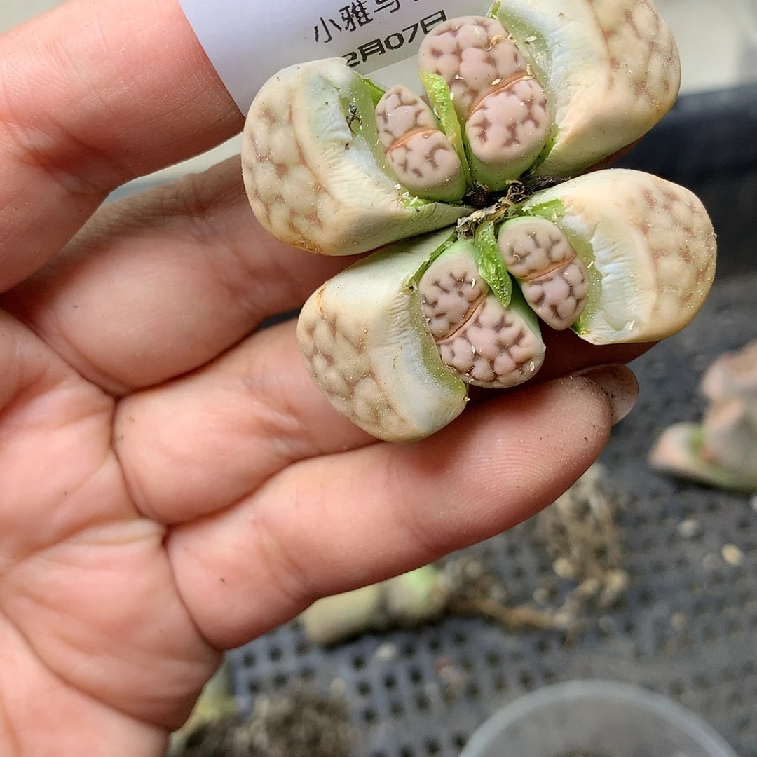 D51多肉植物保护研究所