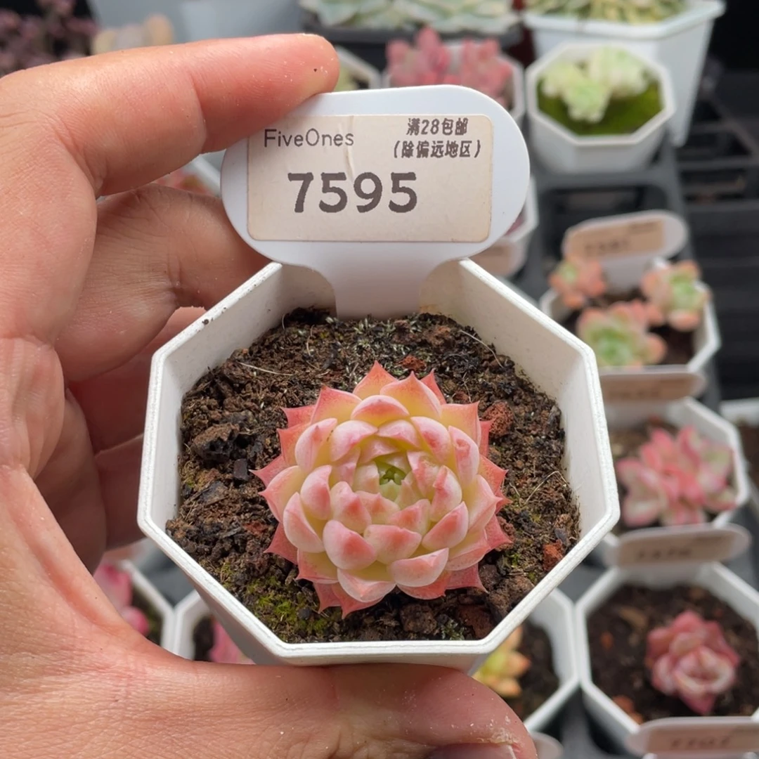 朱砂痣7595-3.5厘米