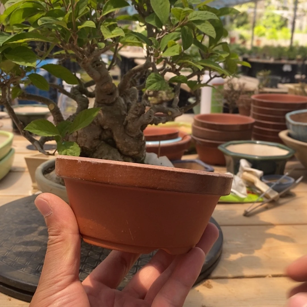 老迪常滑烧4号4个包邮