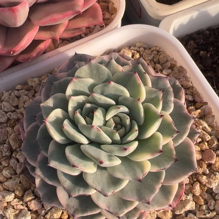 沙逻姬牡丹锦一物一拍锦龙