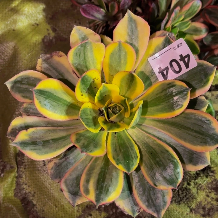 404灿烂多肉植物不售后