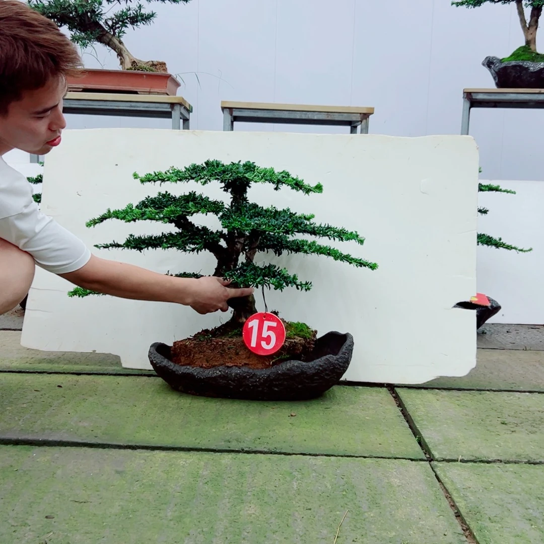 无花朵罗汉松盆景造型树形象设计