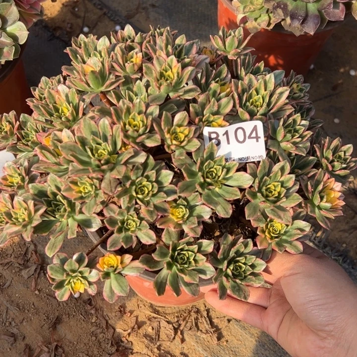 甜茶多肉植物104.