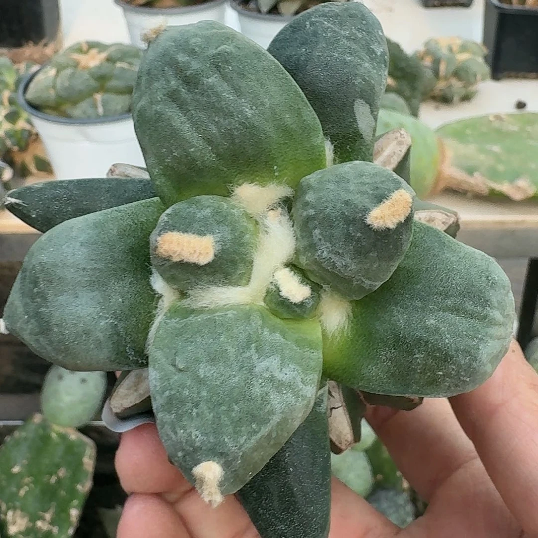 【闪购商品】无花朵超*怒涛127