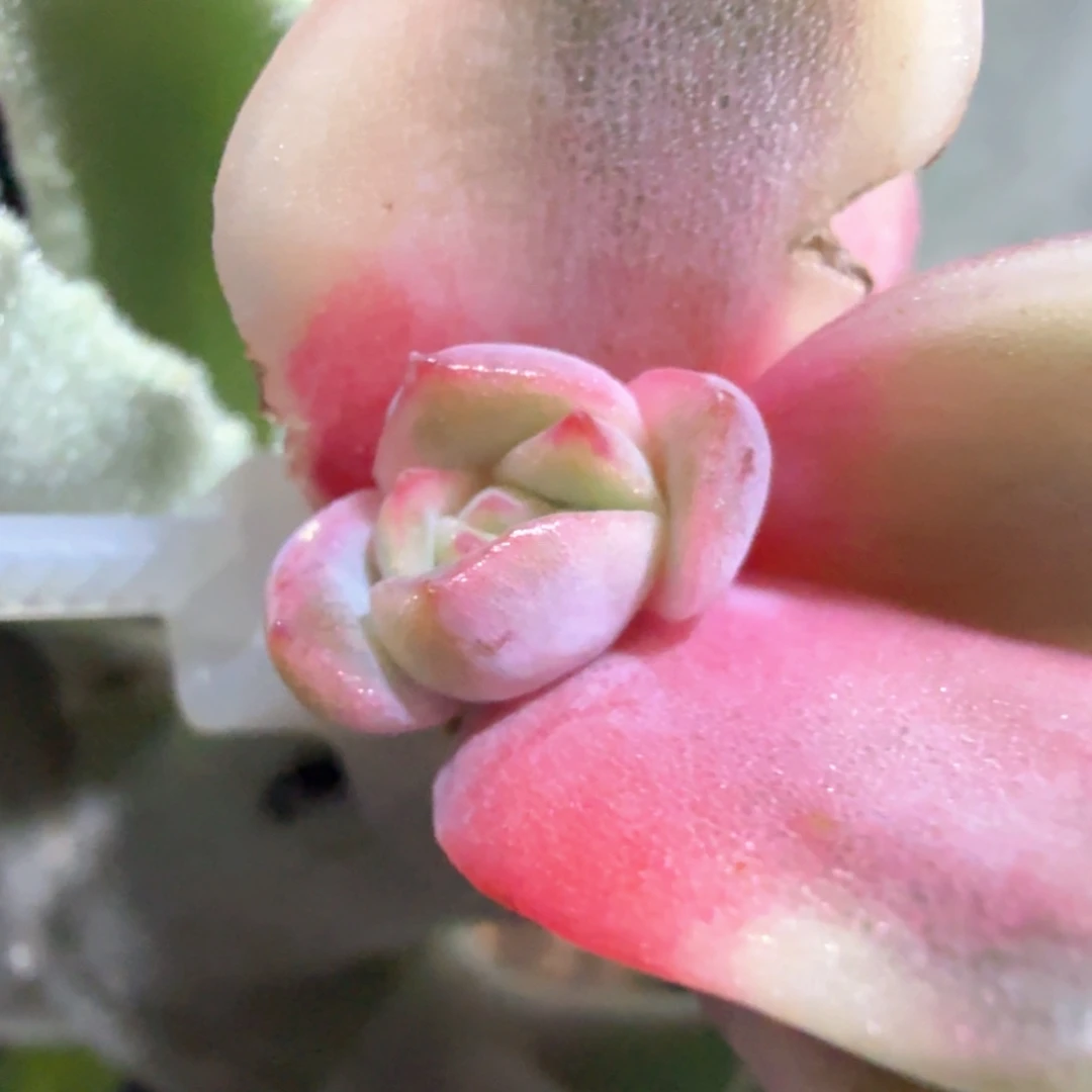 紫水晶锦 侧牙 多肉植物