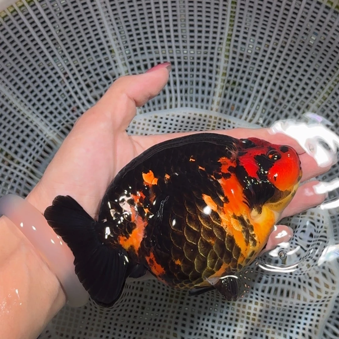 龙睛金鱼高货兰寿兰寿
