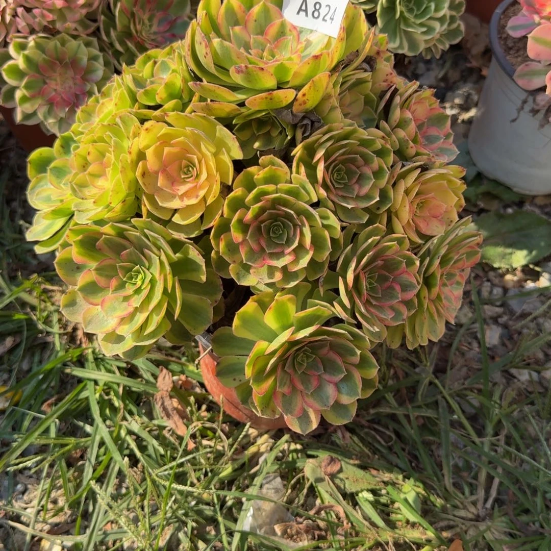 824雨荷。多肉植物