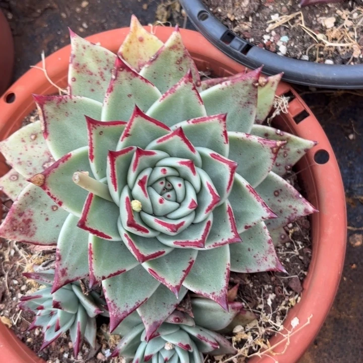 白乌木 20。        多肉