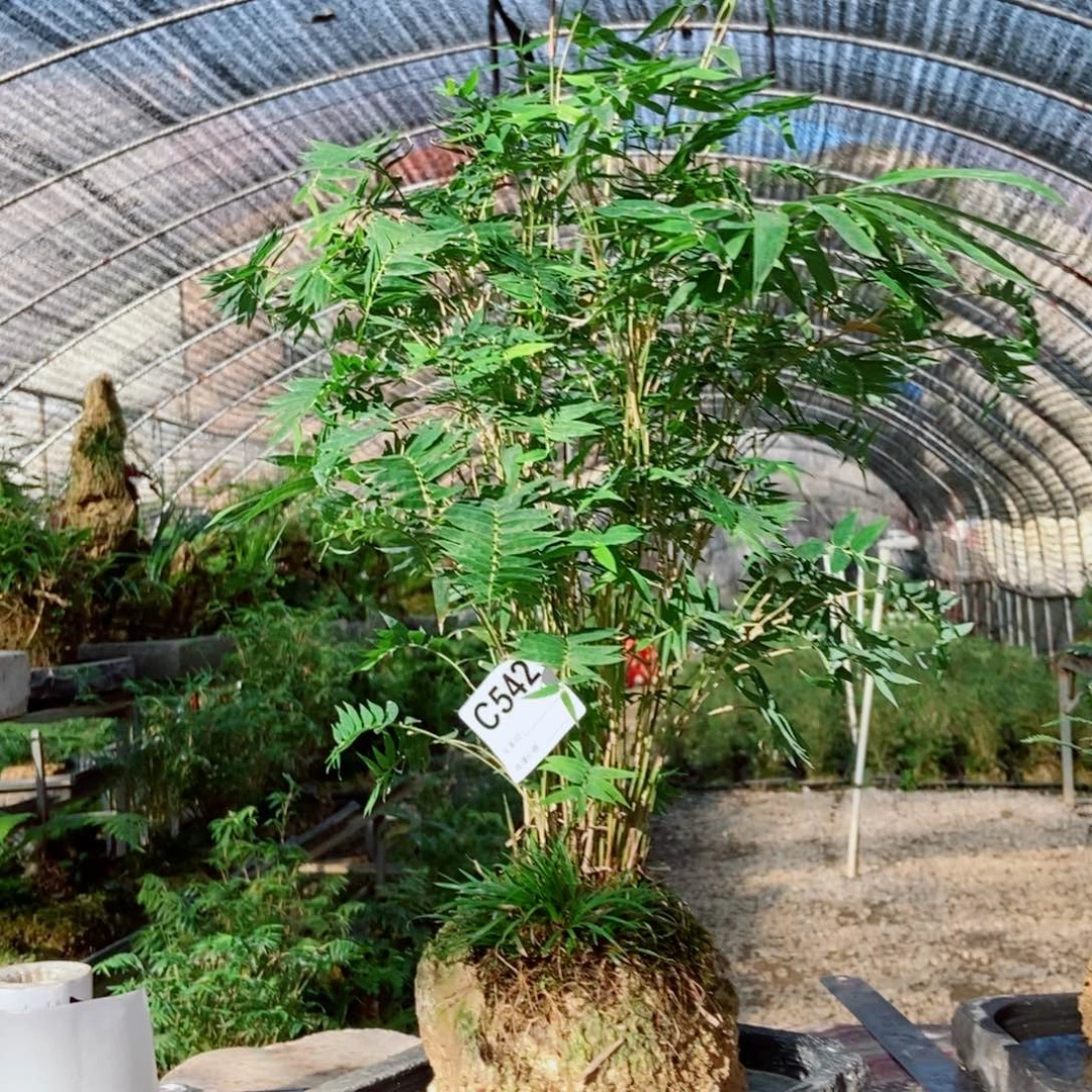 甜***业无花朵11111111111111