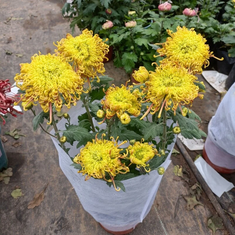 古典宝藏菊花小苗，插花更好品种