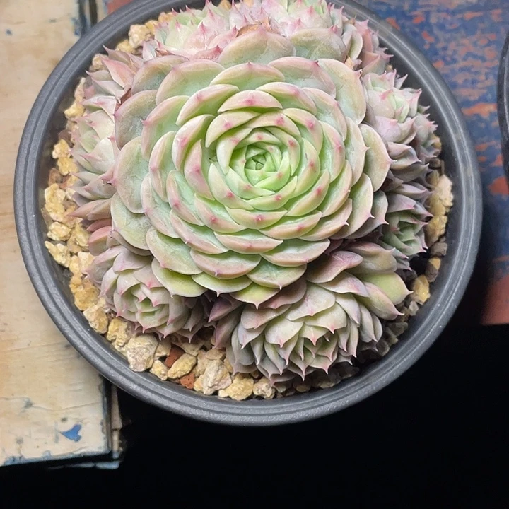 多肉凉凉昂斯诺昂斯诺