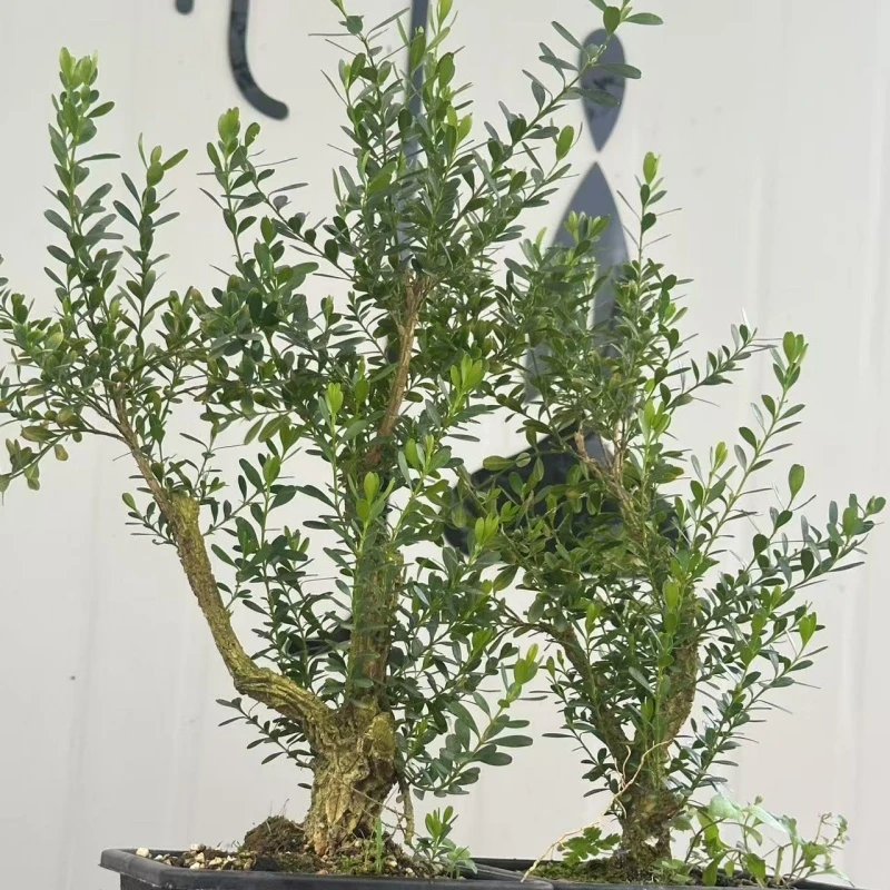 黄杨木 高山雅菊 虎耳草 片仔癀等绿植盆栽盆景直播间（一物一拍）