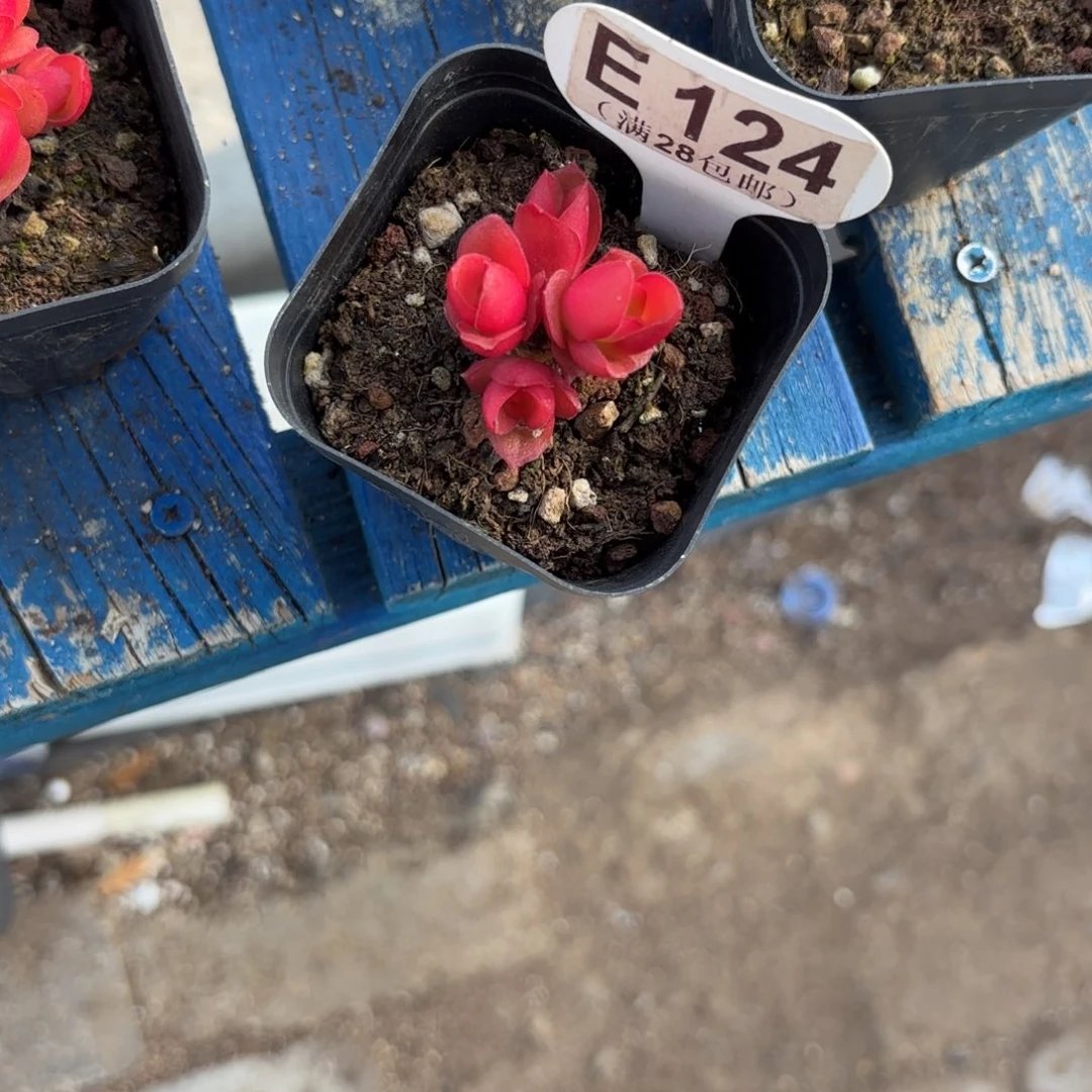 ****！E124火季一物一拍