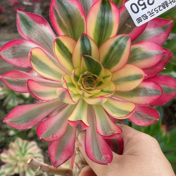 250烈焰有砍多肉12345678