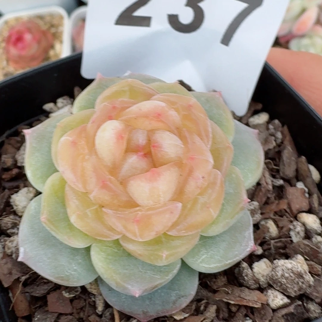 黄桃         精品多肉