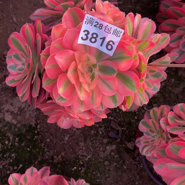 3816女巫多肉植物