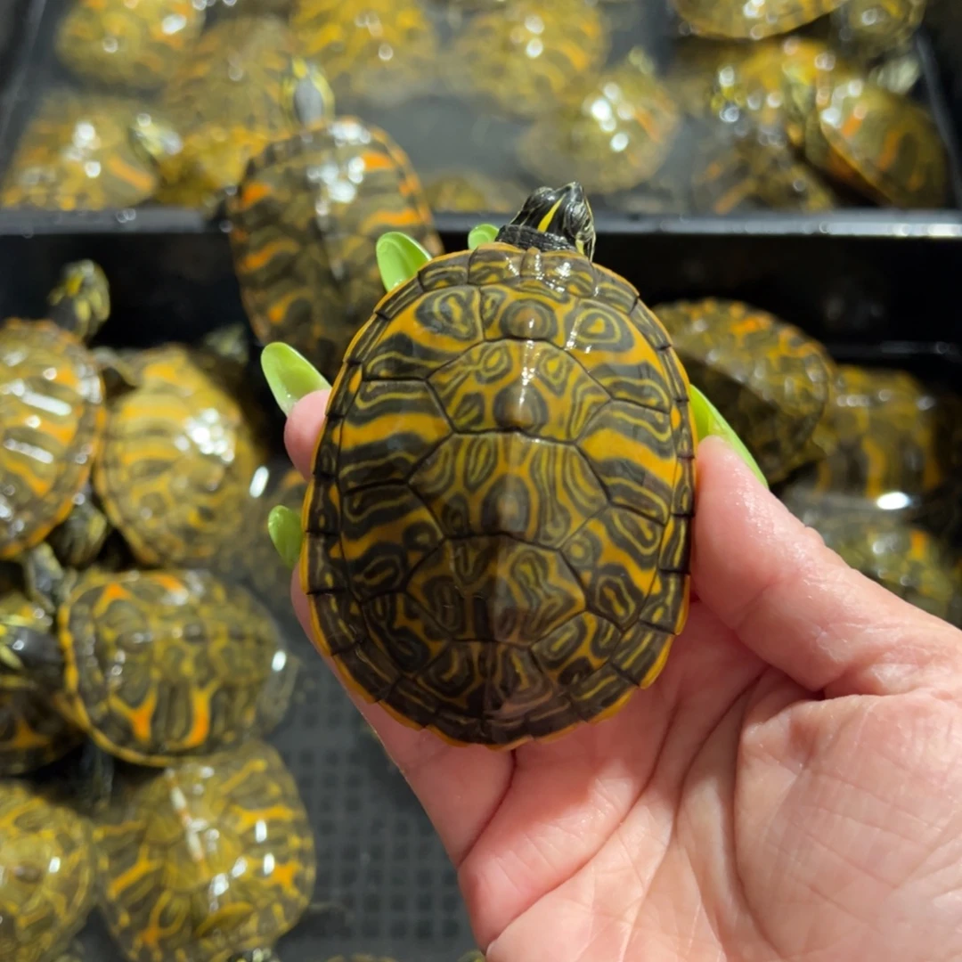 火焰龟母瑕疵火焰