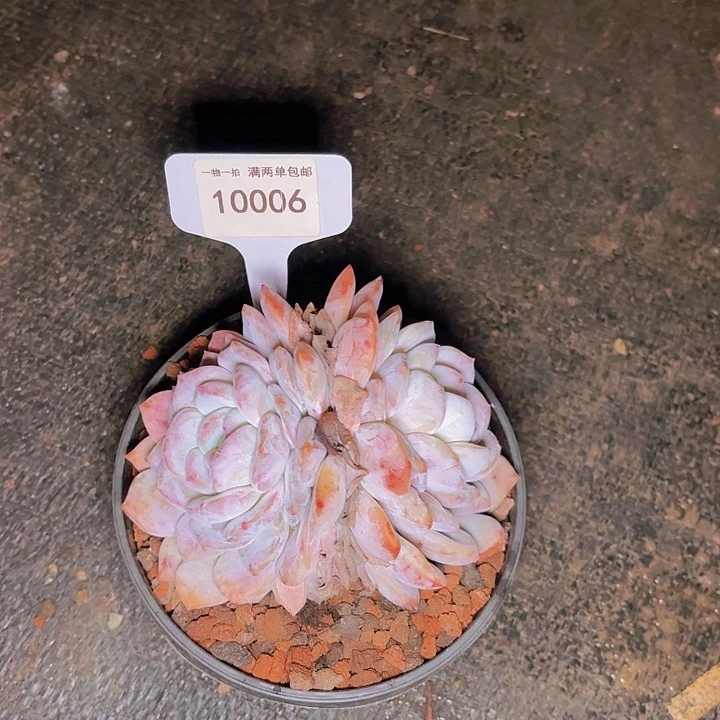 用****1石榴籽一物一拍10006