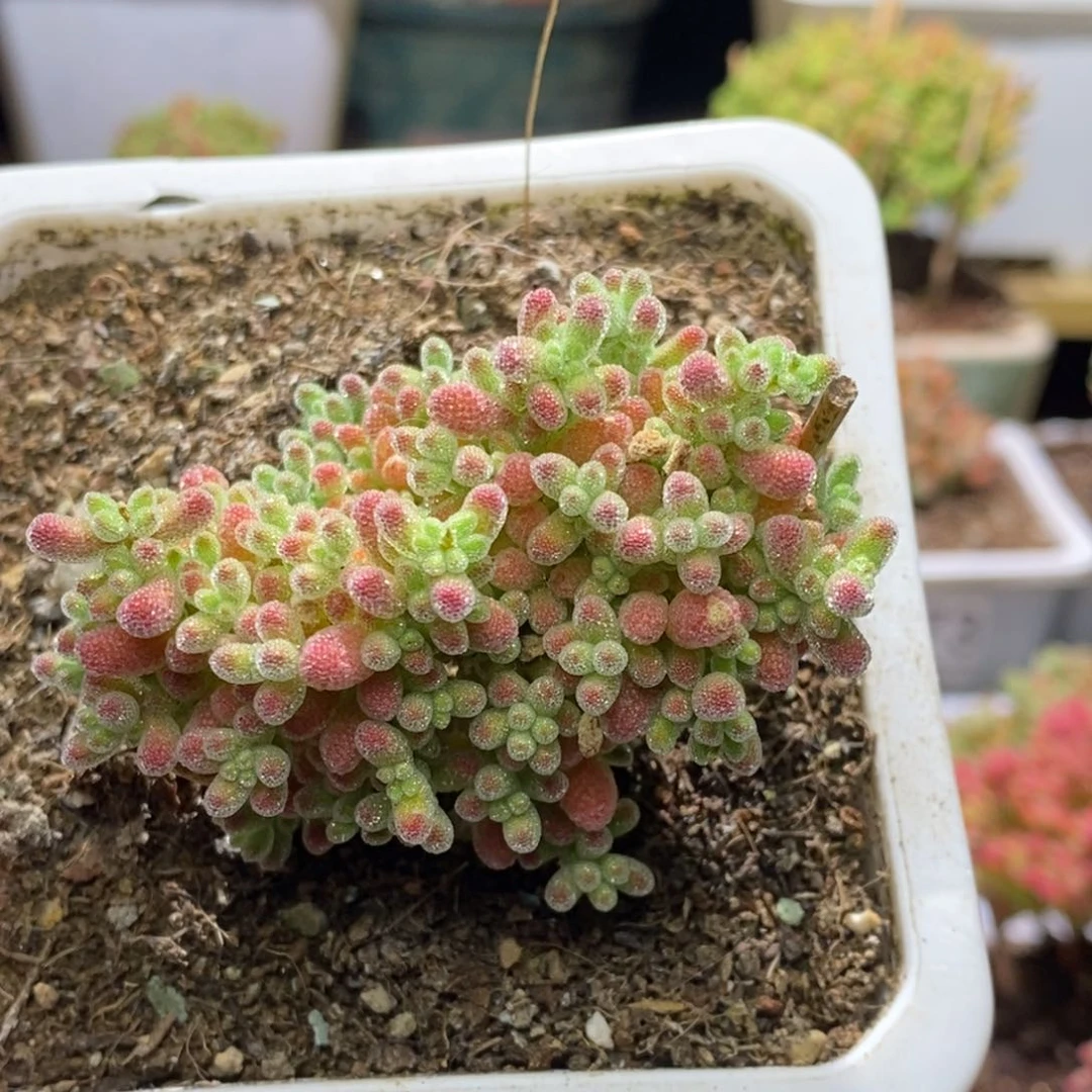 B*i冰晶杂A674年后发货