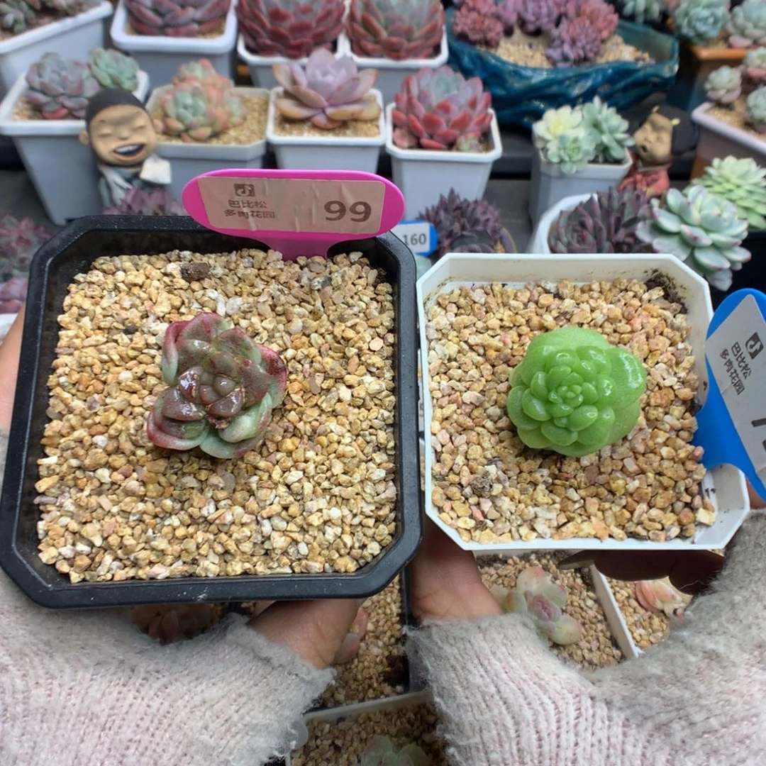 Q***y99-750冰玉石化多肉植物