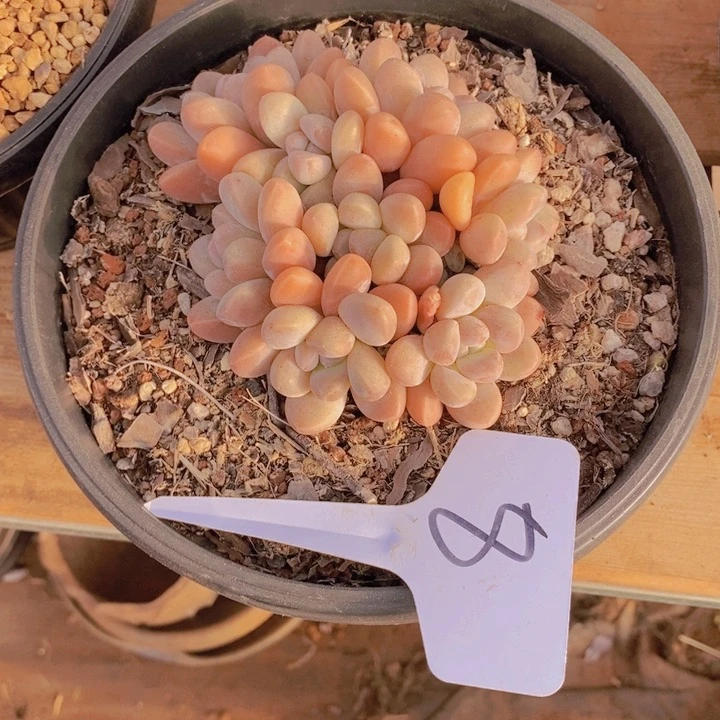 是***爱这种事情也太可怕