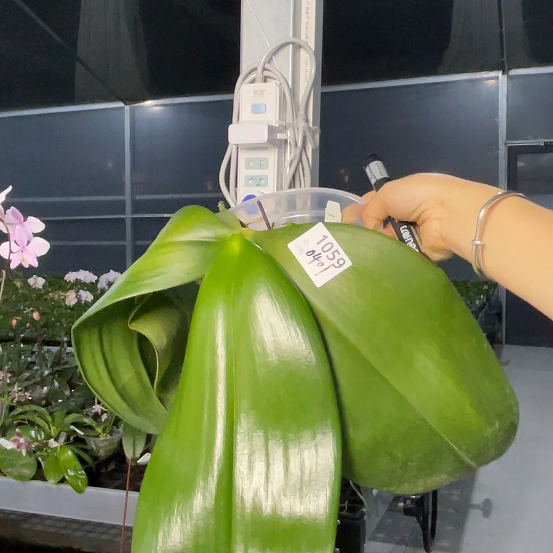 当前无花朵，栽培后可花朵编号1059。AMM19