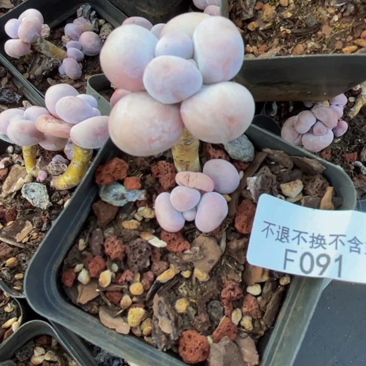 橙奶091/3cm多肉多肉