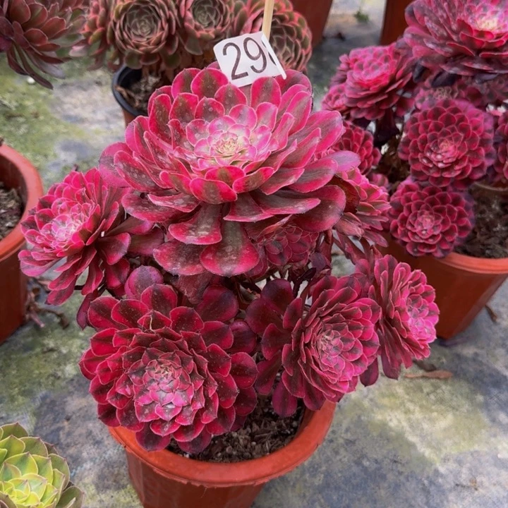 00000000000000298红彤白