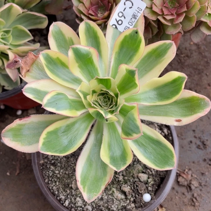 696艳资多肉123456789