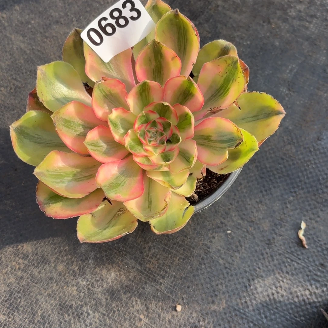 小***～12345  0683多肉法师