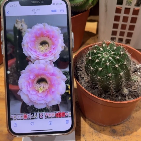 彩草520号5公分左右带根