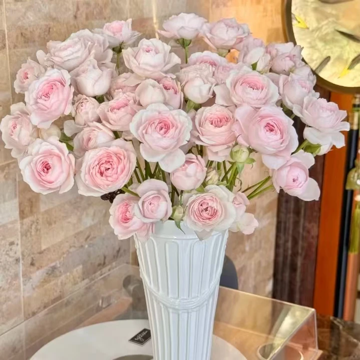 【仙子之吻 多头玫瑰】5枝 冷丰鲜花基地直发