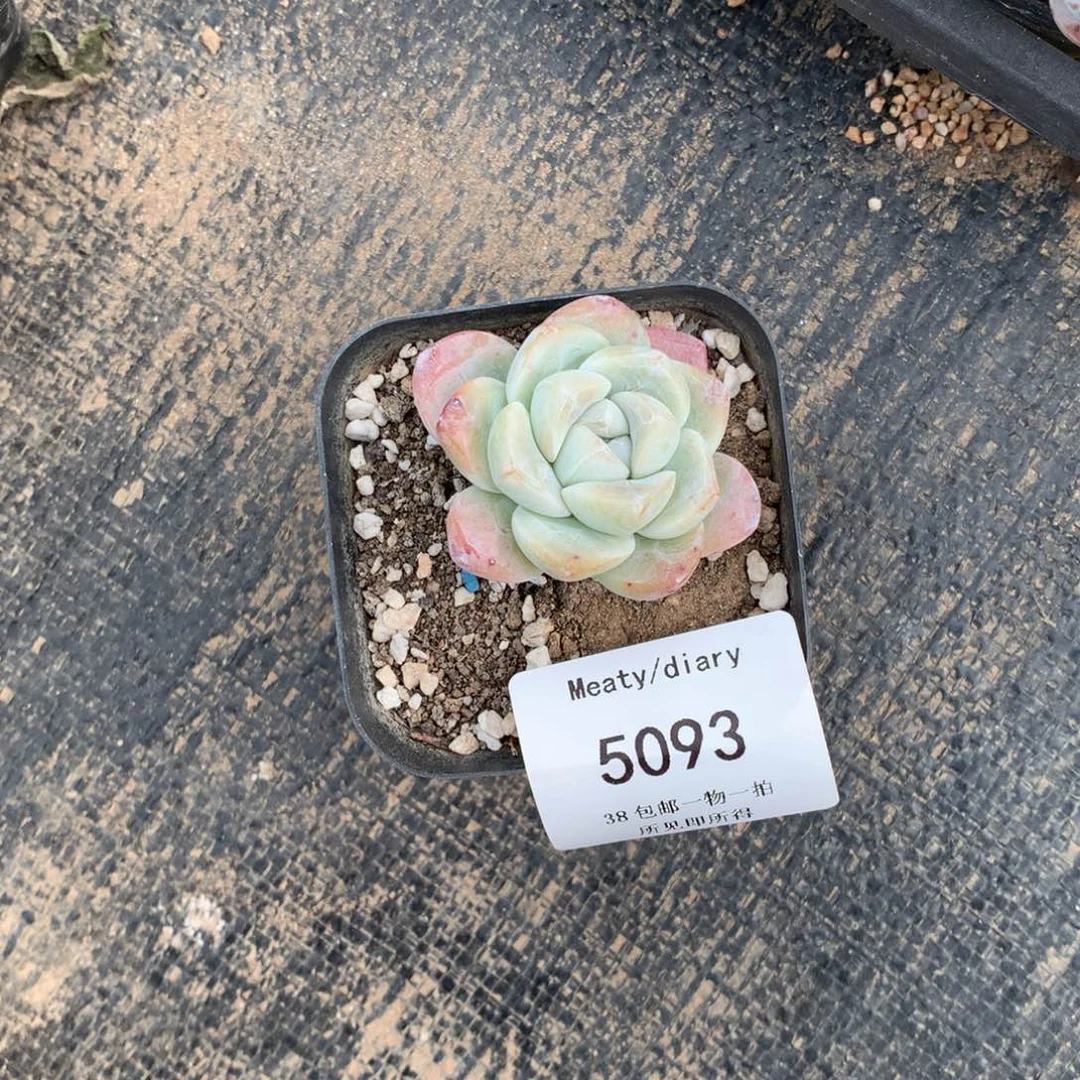 静**月5093冰玉4厘米脱土发