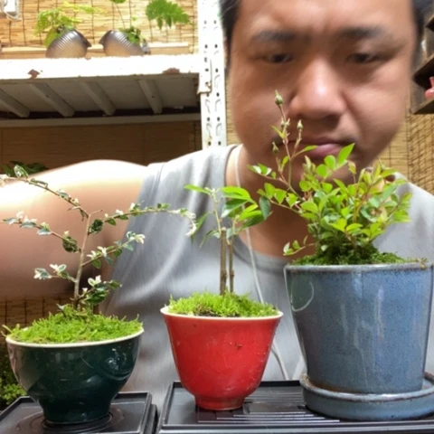 红陶一物一拍所见即所得150