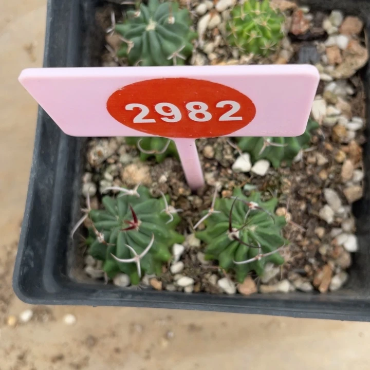 汕***建实生龙剑丸2棵29822982