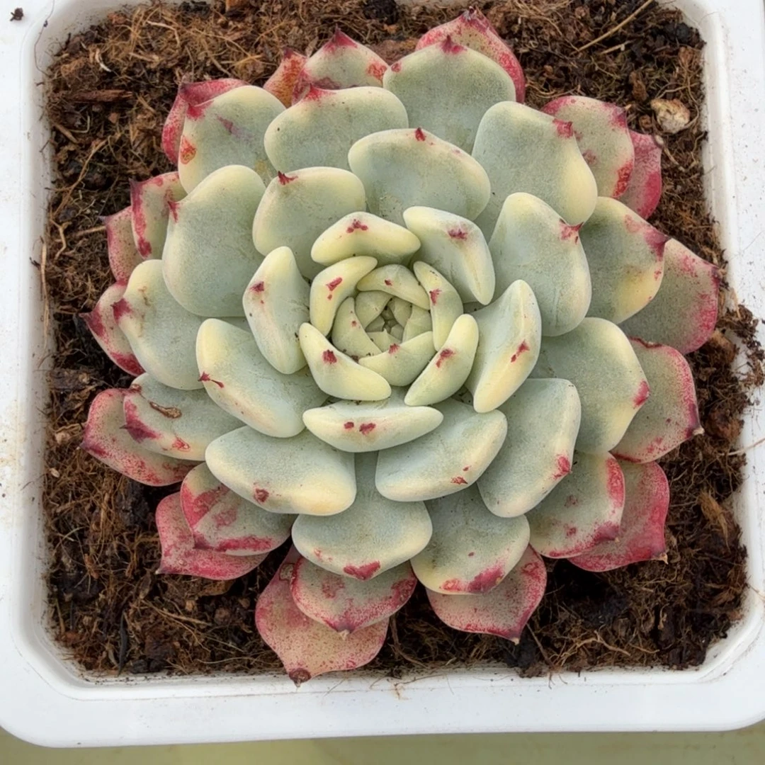 莎罗姬玫瑰锦锦上园艺一物一拍