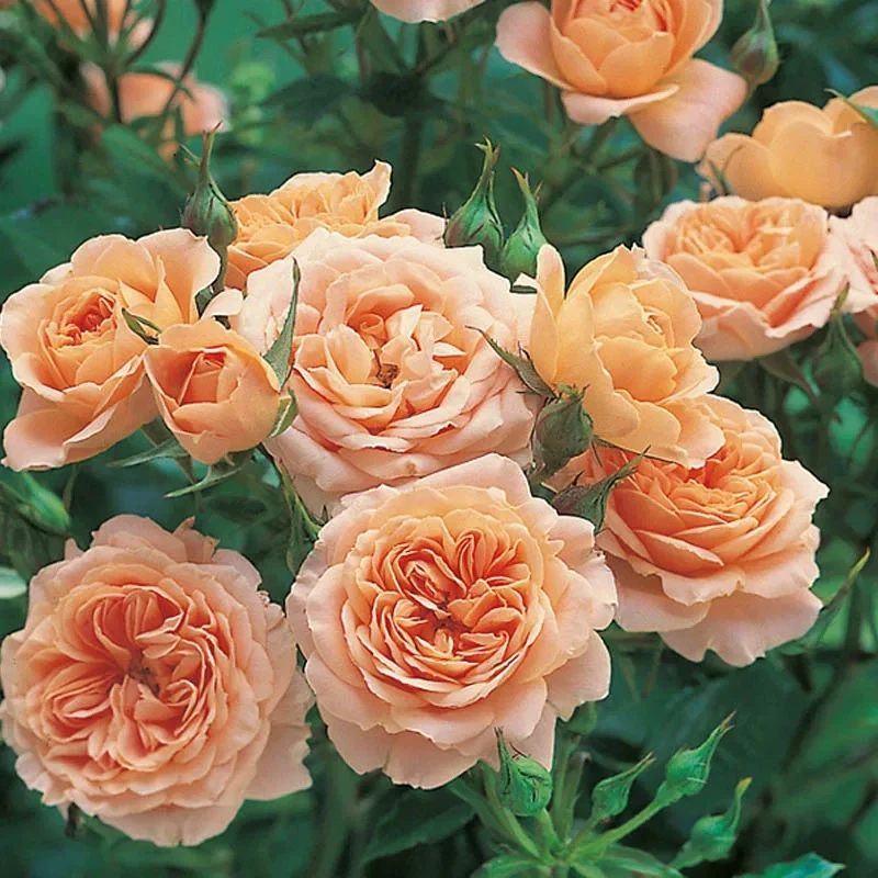 【甜梦】1.5米爬藤月季藤本花苗四季开花庭院阳台花卉盆栽地栽