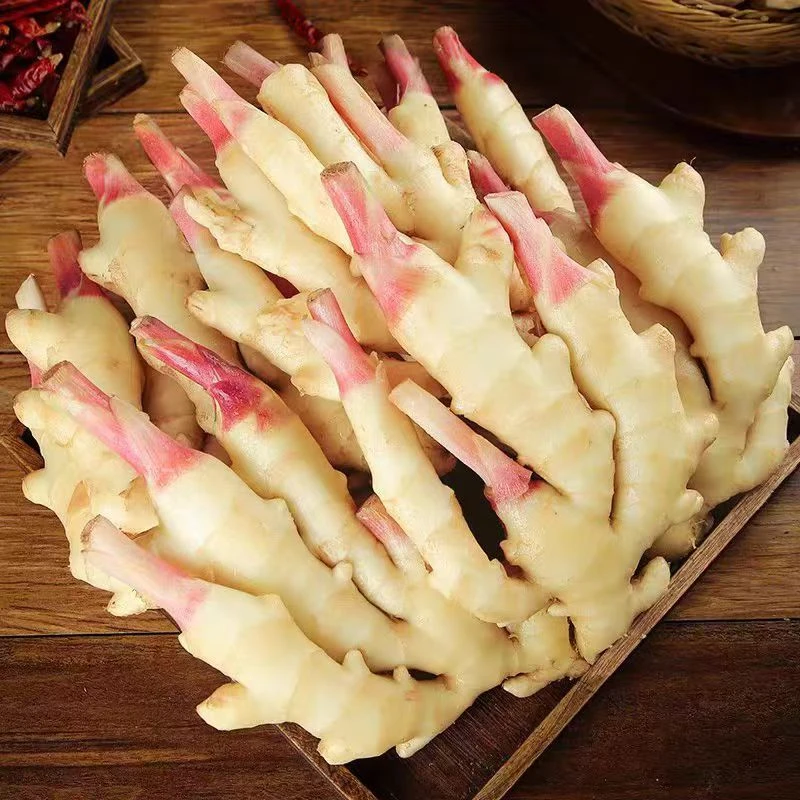 贵州新鲜仔姜生姜子姜姜芽红芽嫩姜醋泡姜农家现挖现发现整箱发货