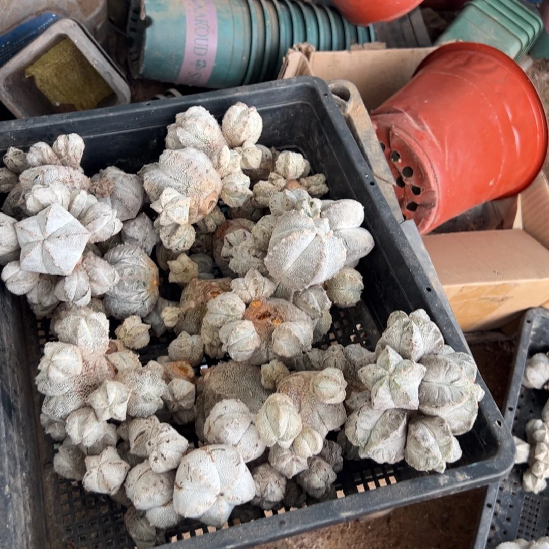 两个苗接恩冢仙人球组合