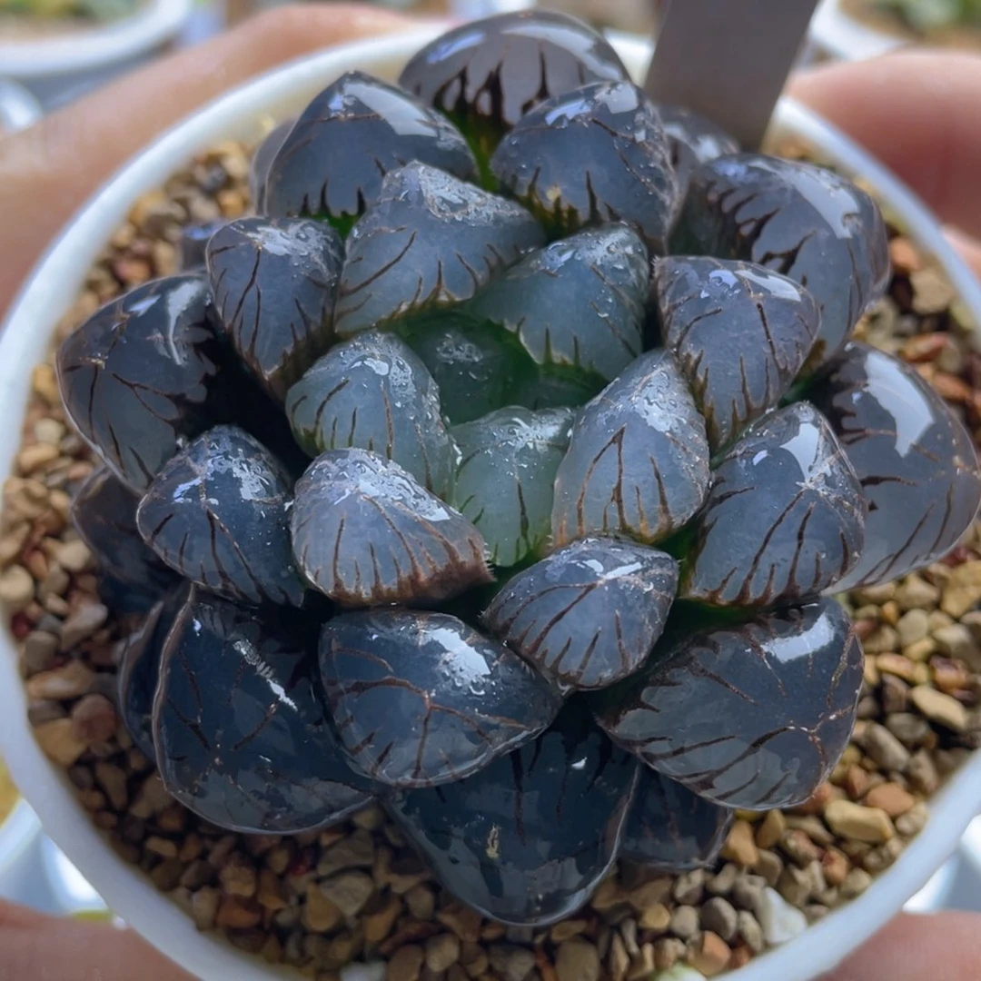 19.十二卷多肉巨大化潘灯玉露。