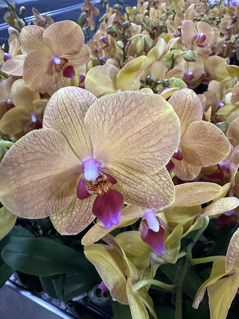 蝴蝶兰【芒果慕斯】橙色大花带花发货 室内花花 广州直发