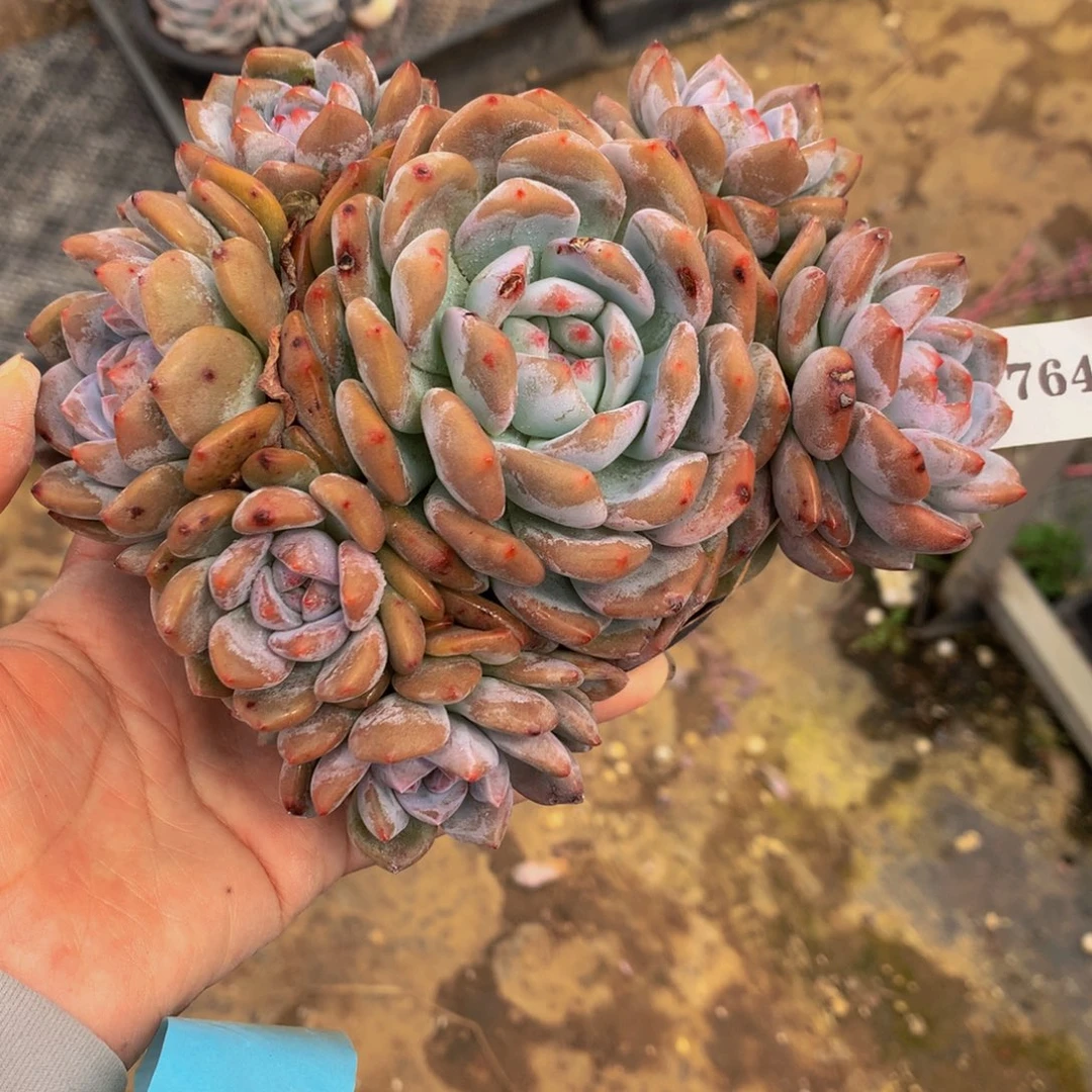 91764多头一个嗯嗯嗯嗯的感觉