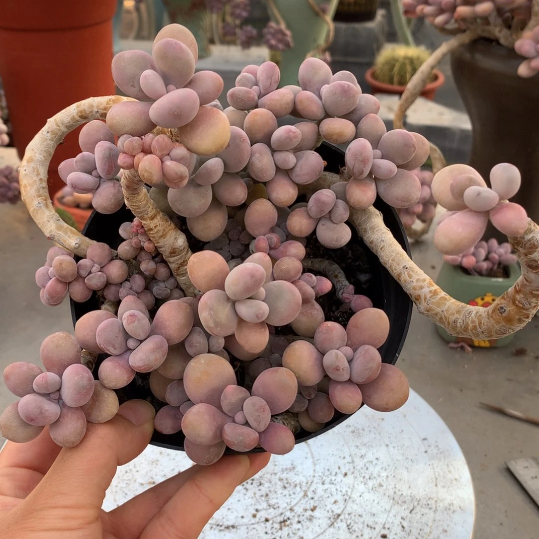 桃蛋老桩一处瑕疵不包售后14号