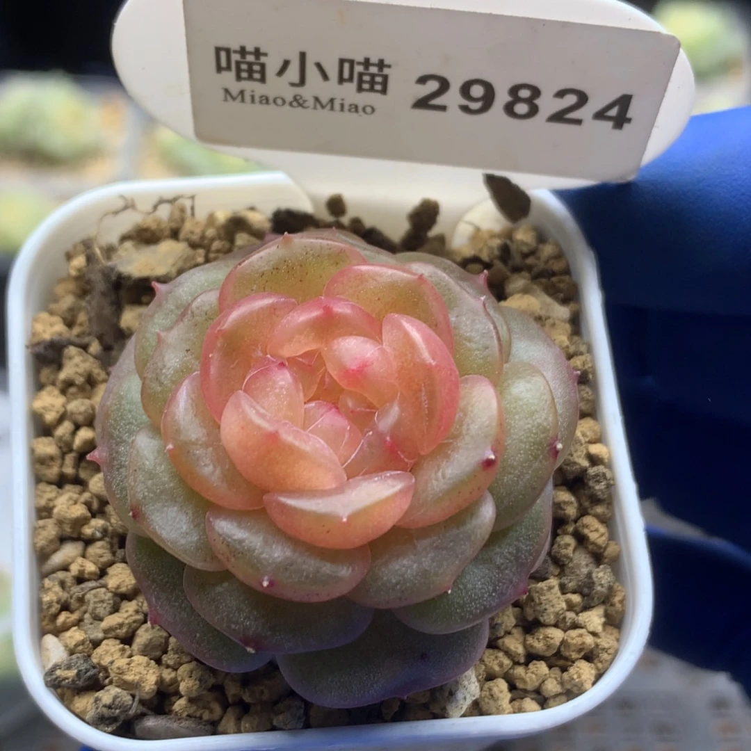 多肉植物杂交珍妮