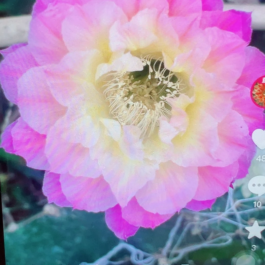 马丙 侧芽 彩草 0000