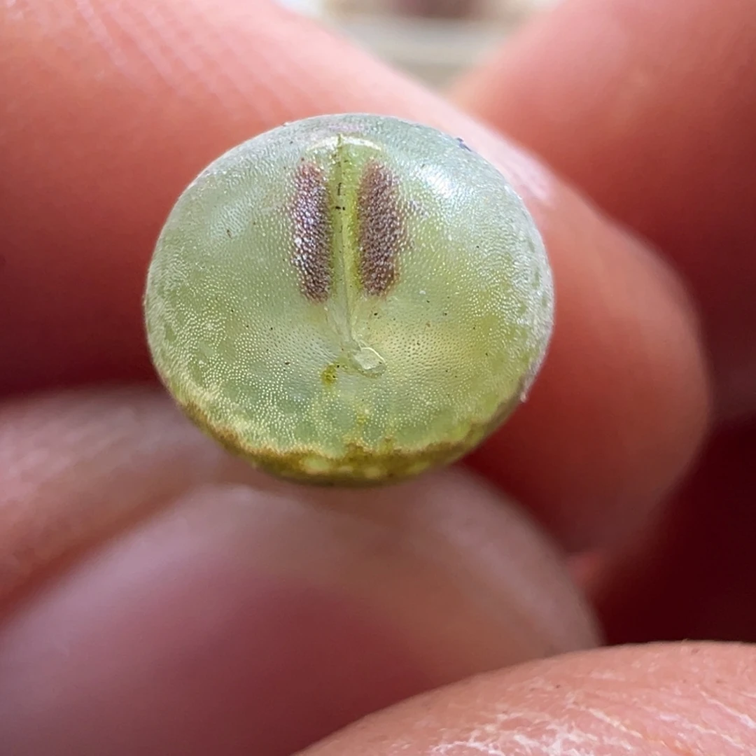 828蛙哥定向安格尼斯后代