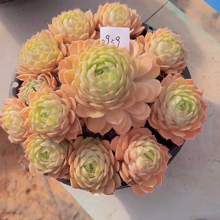 0959昂斯诺多肉植物