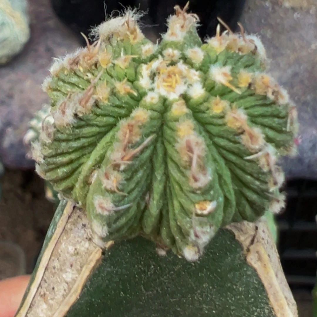 无花朵福利老花笼628