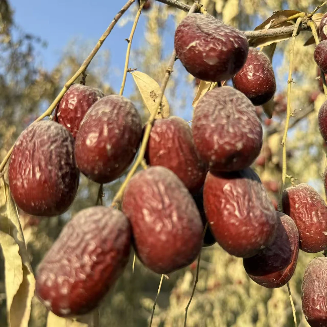 新疆喀什自然吊干灰枣原生态未清洗带土带灰灰枣孕妇坚果新疆特产